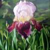 Red Deep Iris - Oil On Canvas Paintings - By Teresa Ramsey, Realism Painting Artist